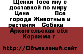 Щенки Тоса-ину с доставкой по миру › Цена ­ 68 000 - Все города Животные и растения » Собаки   . Архангельская обл.,Коряжма г.